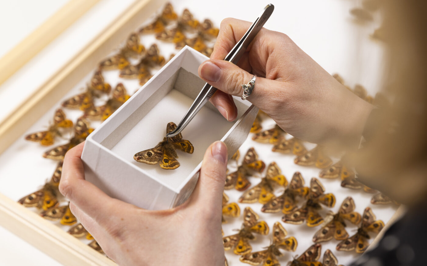 Preparing entomology collections at National Museums Scotland.