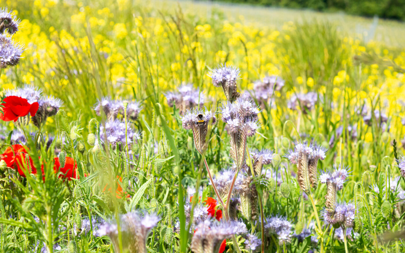 A bee amongst the floral of Silverhand Estate.