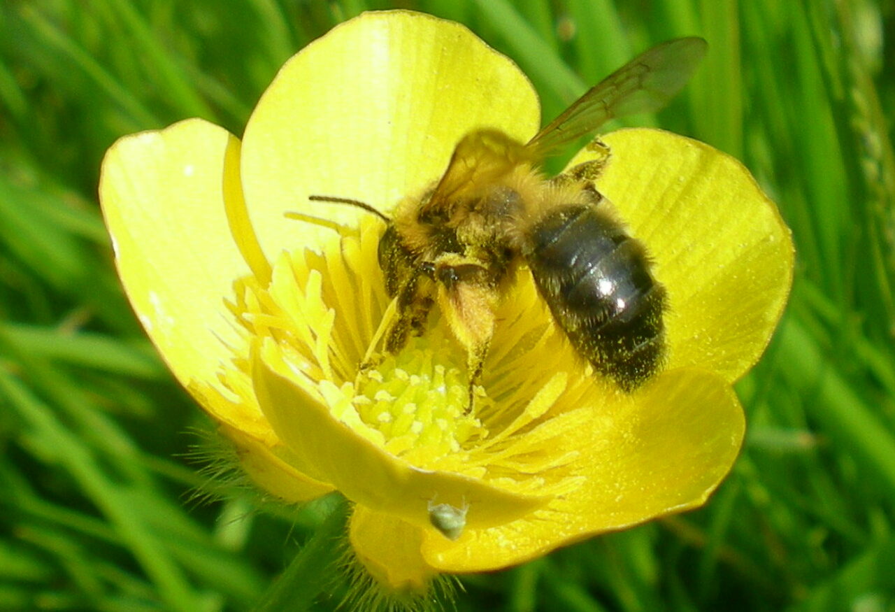 A small bee on a yellow buttercup