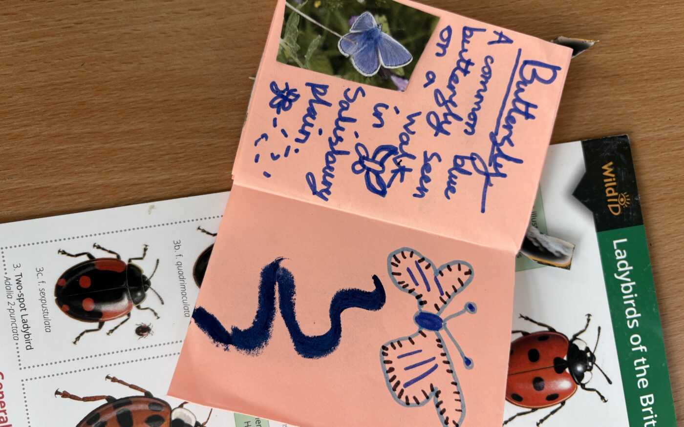 An insect guide booklet lays down on top of children’s drawings of insects.
