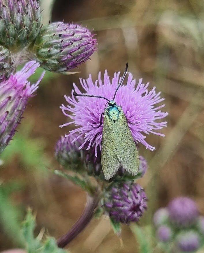 Forester Moth at Chorleywood Common
