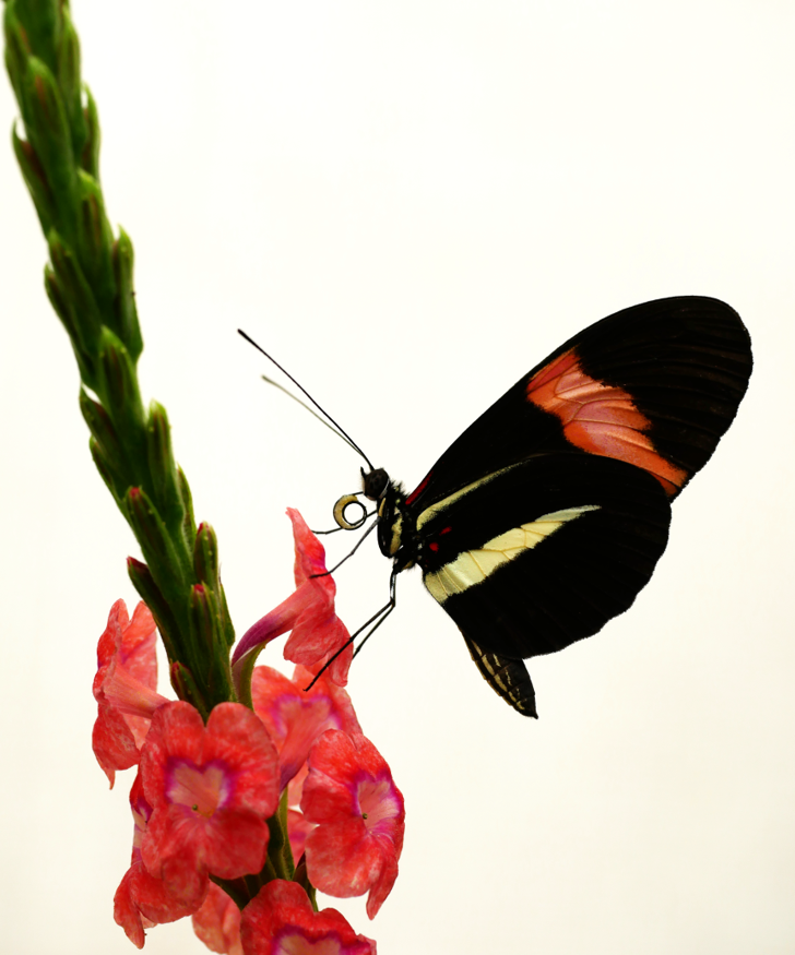 Colourful sub-tropical butterfly of the genus Heliconius