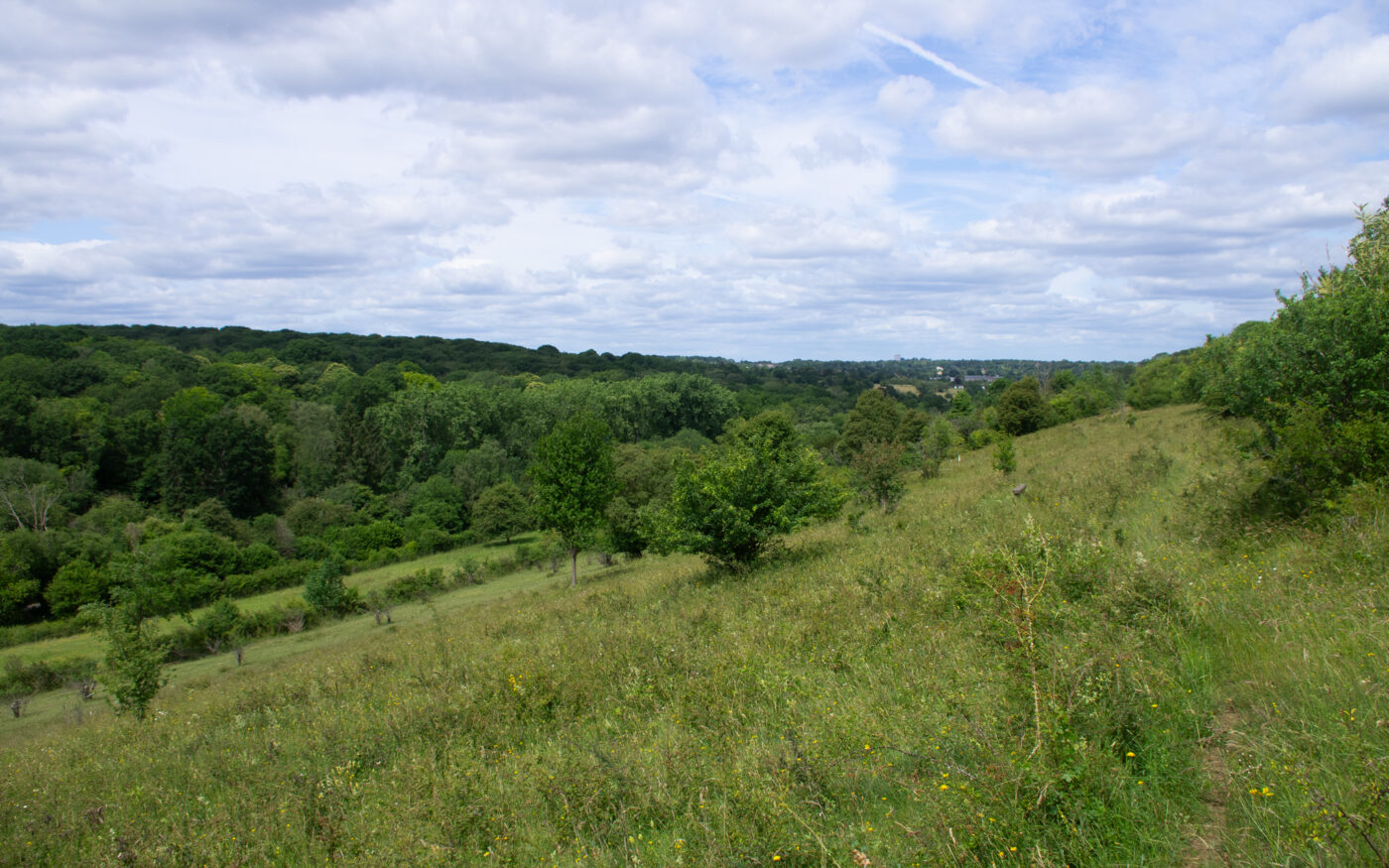 A footpath leads through a green meadow as the grass slopes down to the left of the image. A few larger trees stand in the meadow, and a wooded area is seen in the distance. The sky is full of white clouds.
