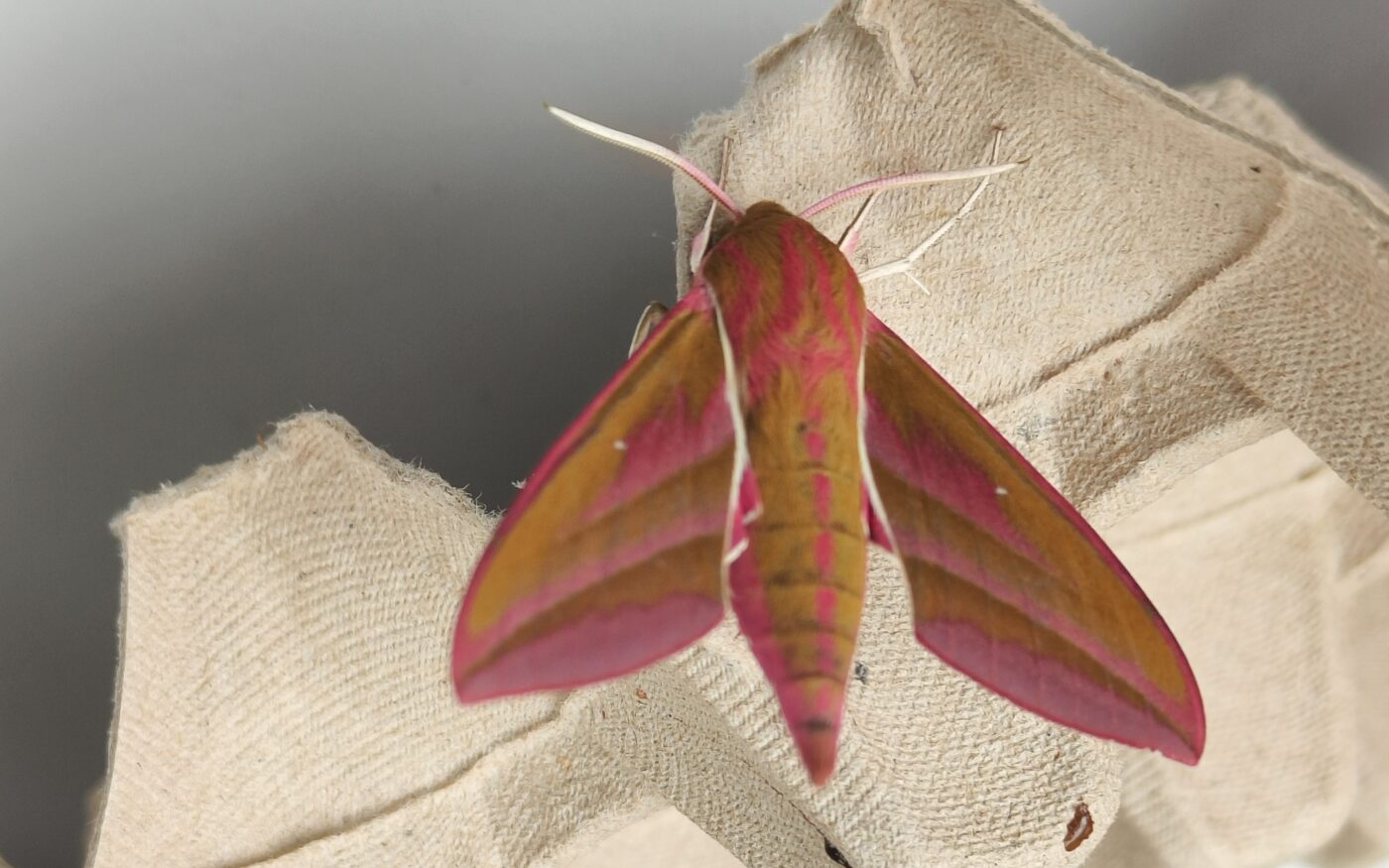Moth on an egg carton