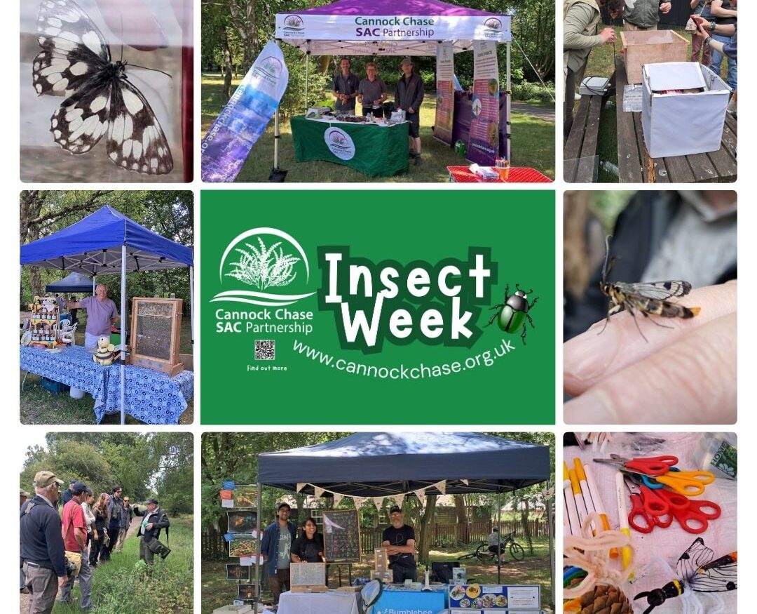 Insect week logo in centre, various photos of Insect week 2025 and Insectafest.