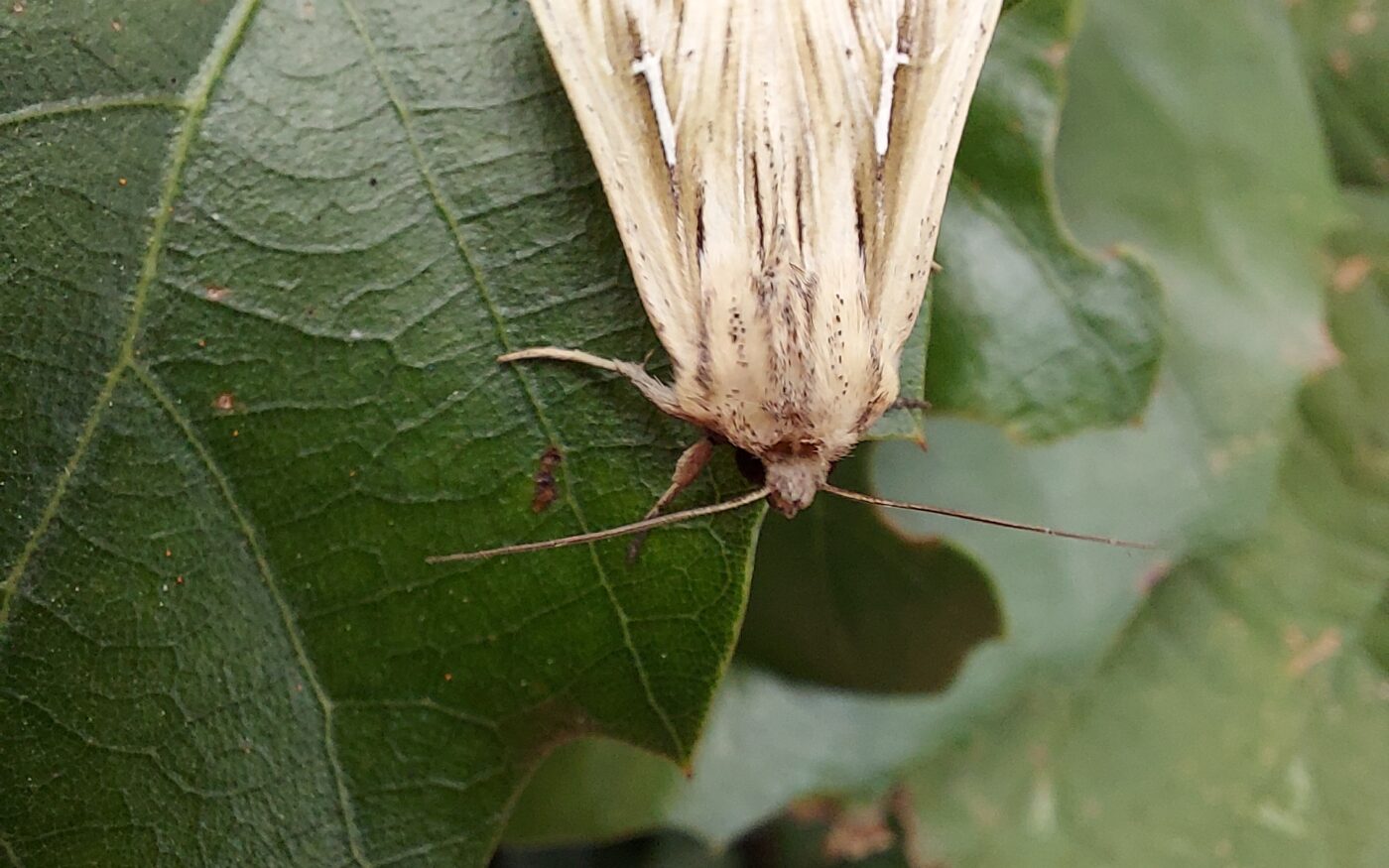 Photo of a moth on a leaf