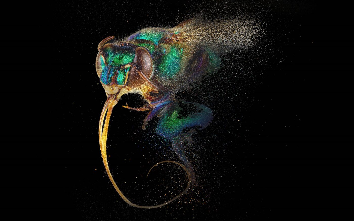 A large image of a bee's head dissolves into a dark background.
