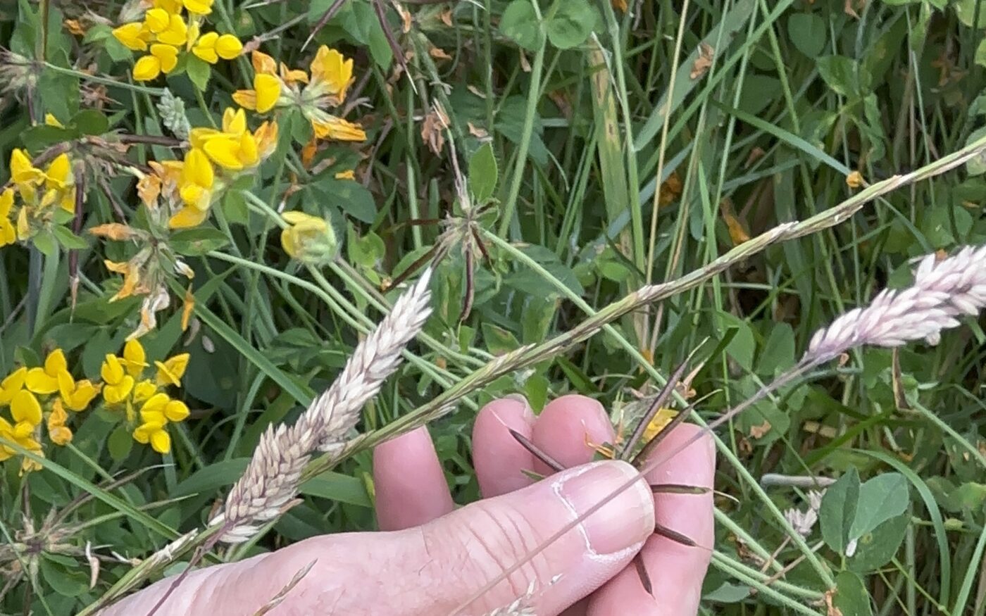 Workshop leader showing attendees bird foot trefoil seeds