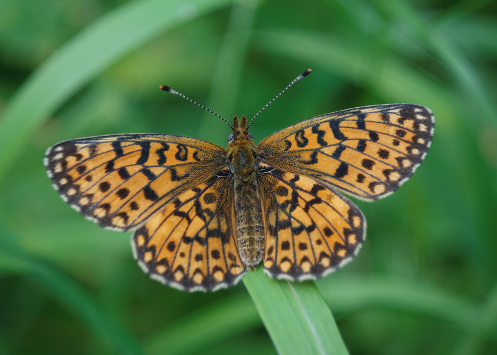 Image of a  Small- Pearl Bordered Fritillary Butterfly with wings open