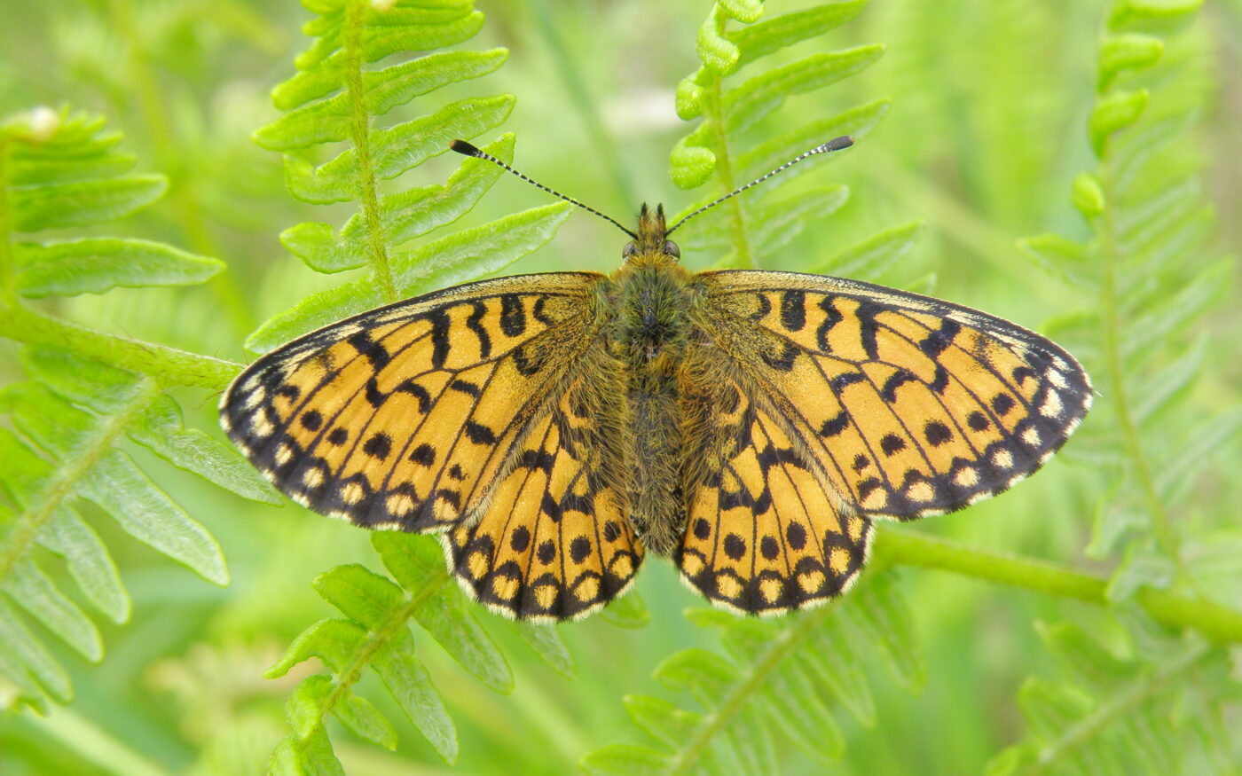 an orange and black chequered butterfly