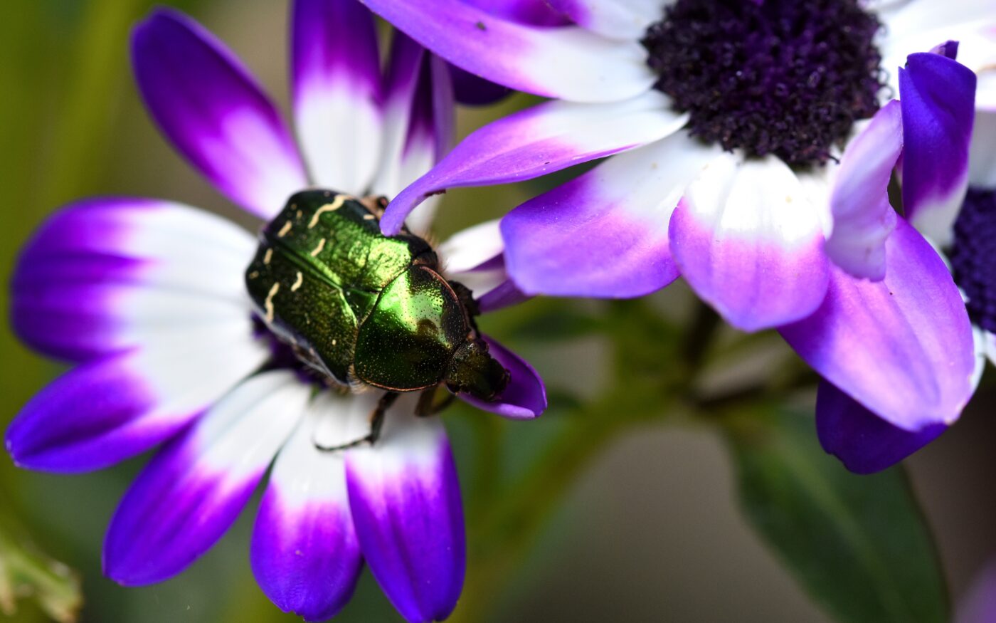 Rose chafer on a purple flower