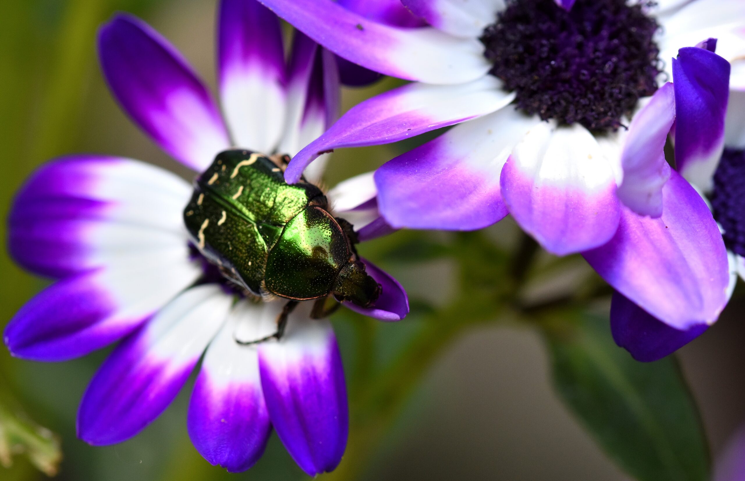 DISCOVER THE WORLD OF INSECTS - Insect Week