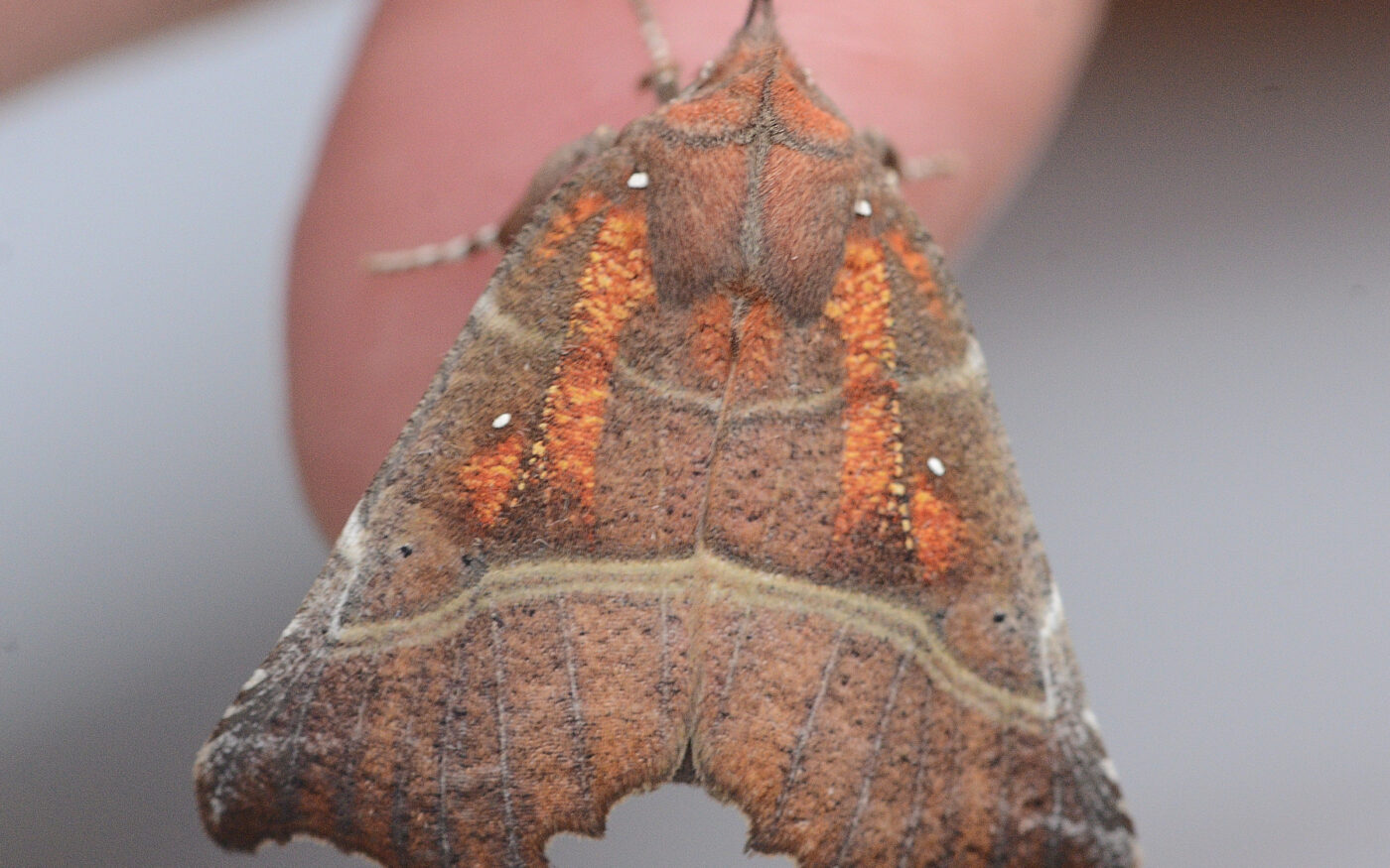 A Herald moth attracted to a head torch and caught in a net at Frenze Beck Nature Reserve in Diss