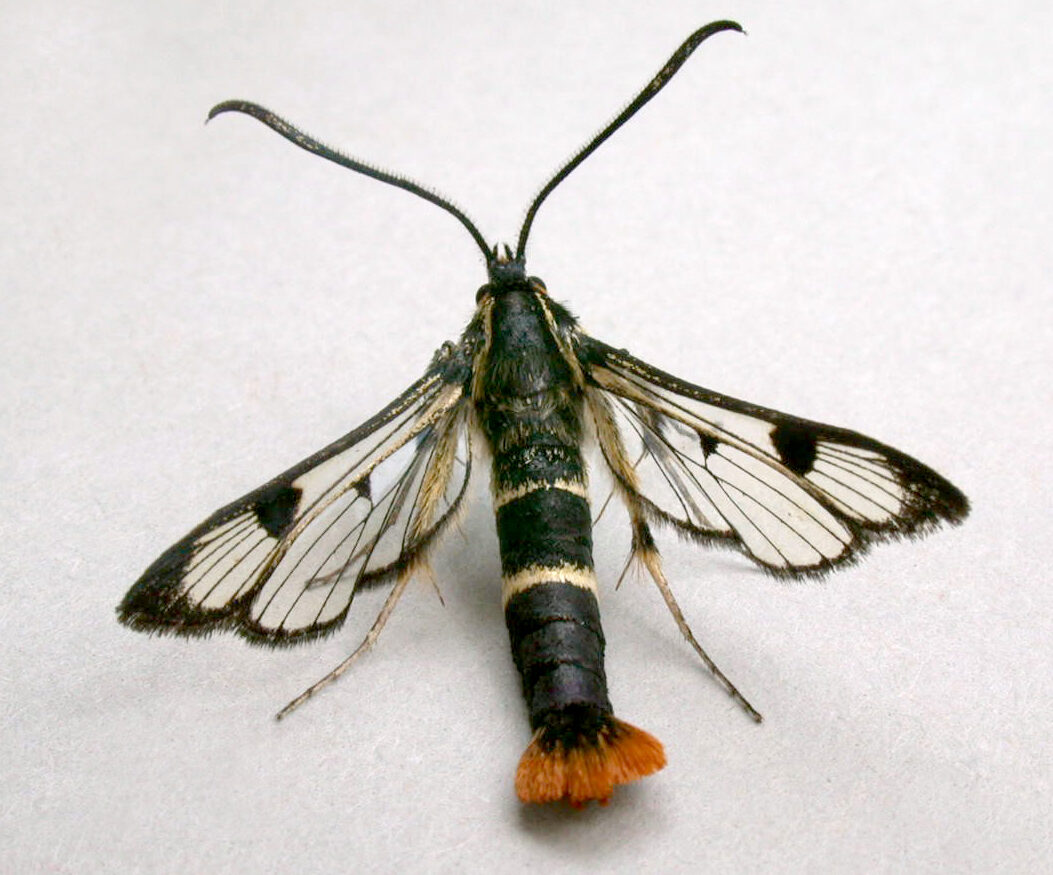 A clearwing moth with wings open