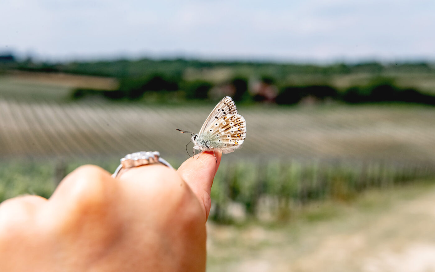 A butterfly has landed on the photographers thumb in a field within Silverhand Estate.