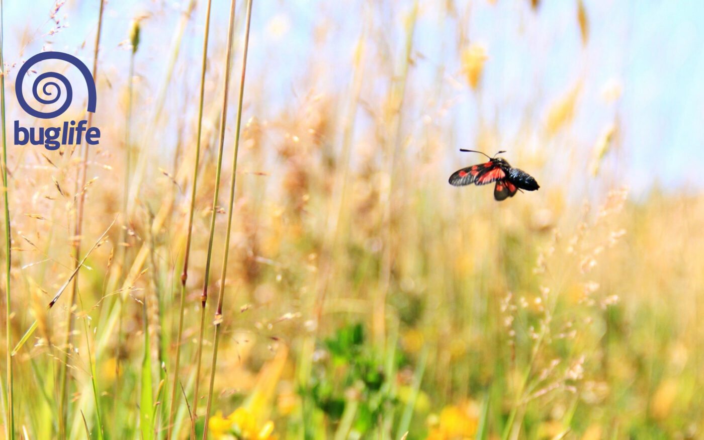 A Six-spot Burnet Moth (Zygaena filipendulae) flying through meadow