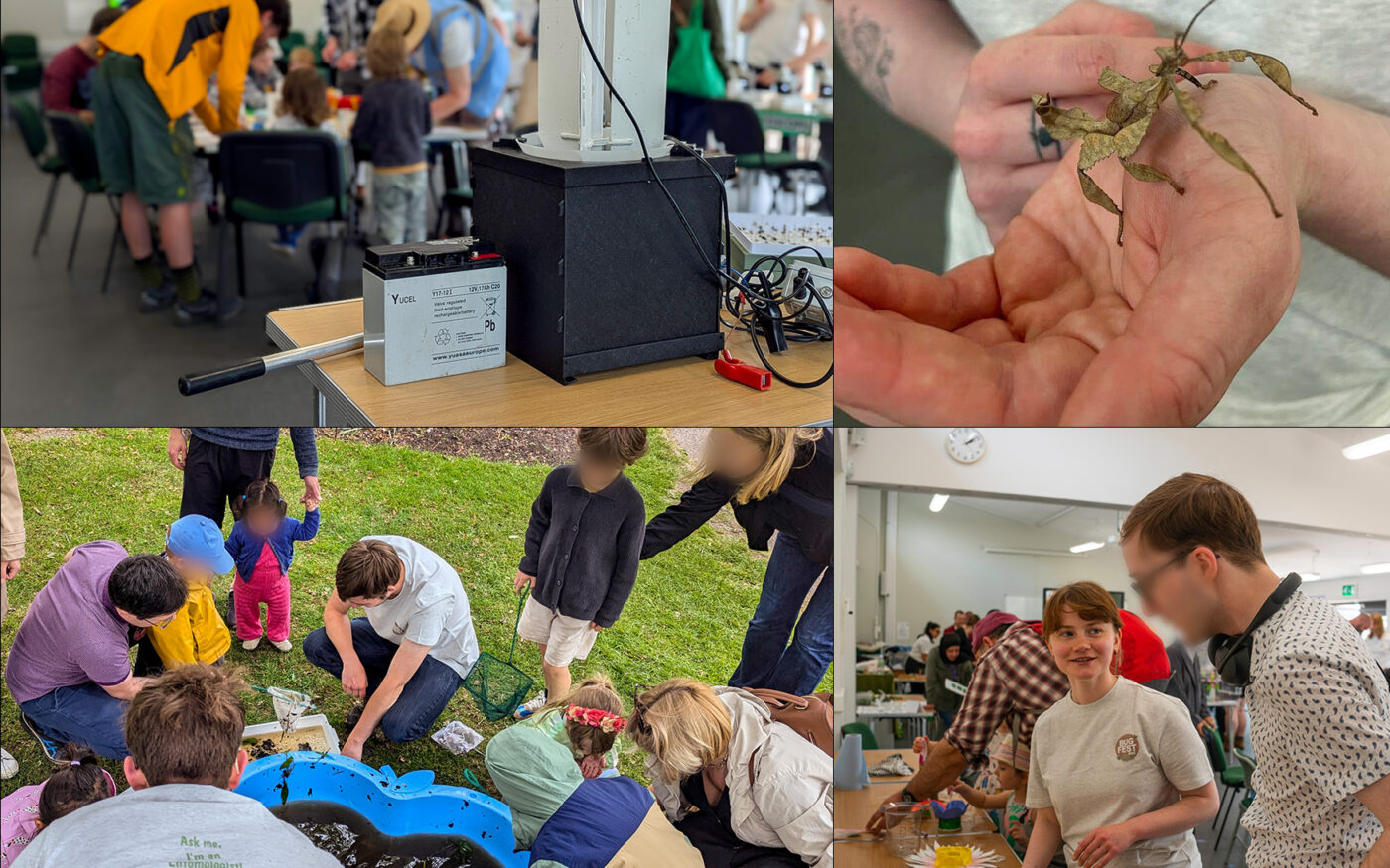 Images from Bug Fest 2024: a moth trap, a person holding a stick insect, people pond-dipping, two people talking about insects.