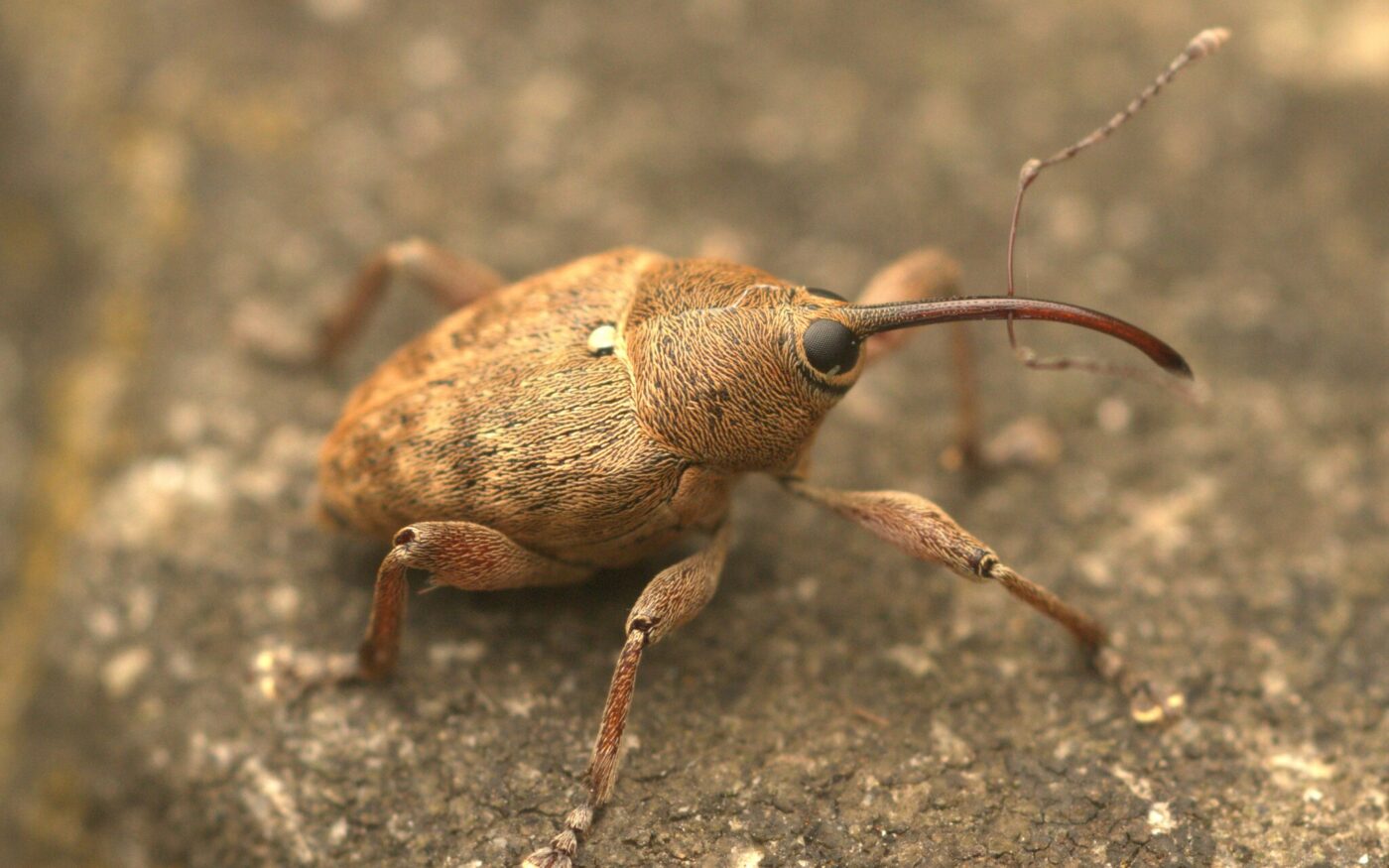A photograph of an Acorn Weevil (Curculio glandium)