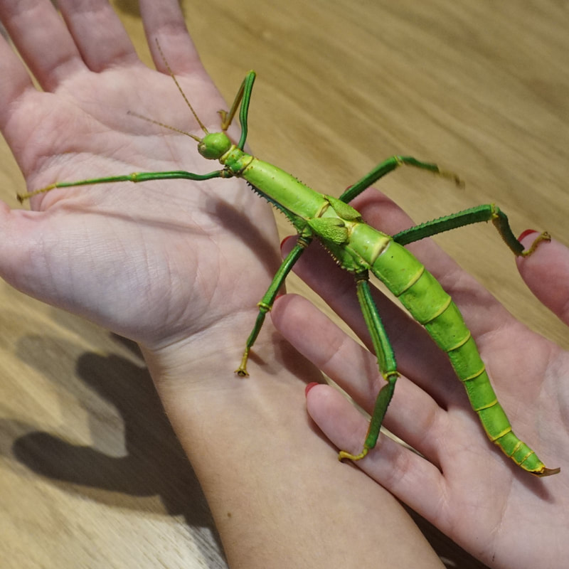 Hands holding a green stick insect