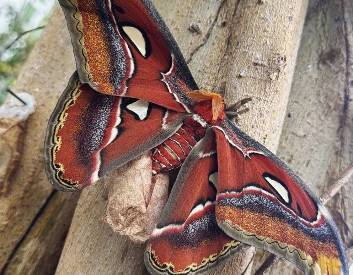 Atlas Moth Emerging at Lancaster Butterfly House