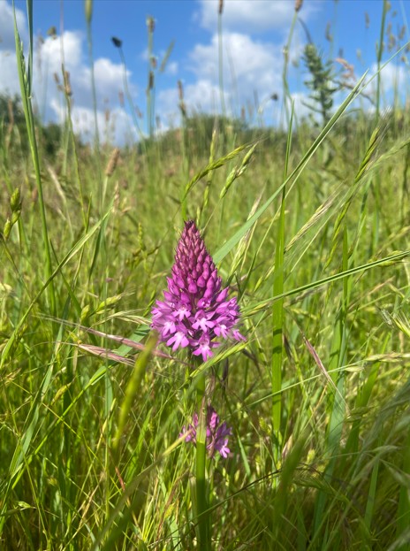 Picture shows a meadow in full flower on the northern portion of Walthamstow marsh.