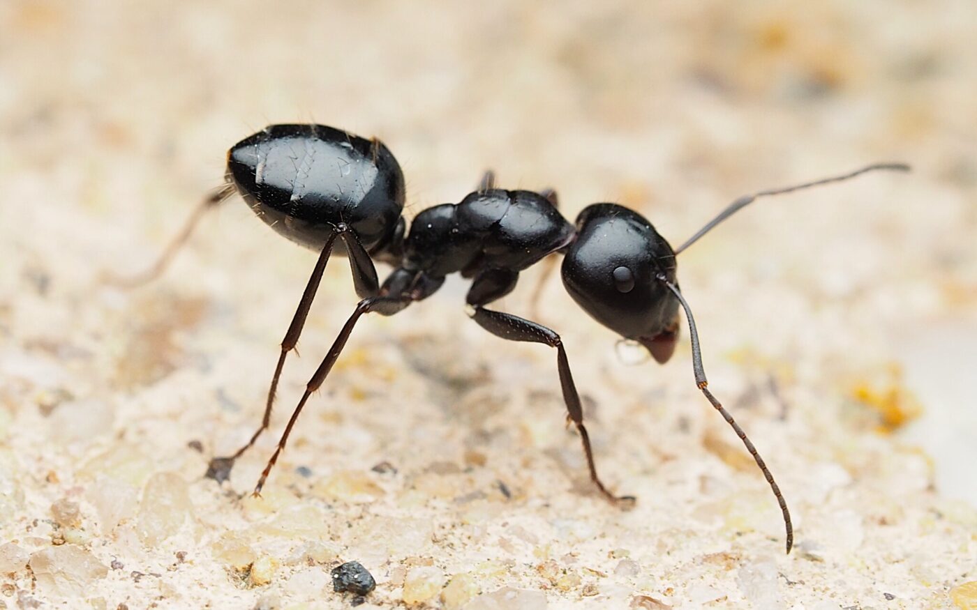 Soldier ant walking on the sidewalk of the university.