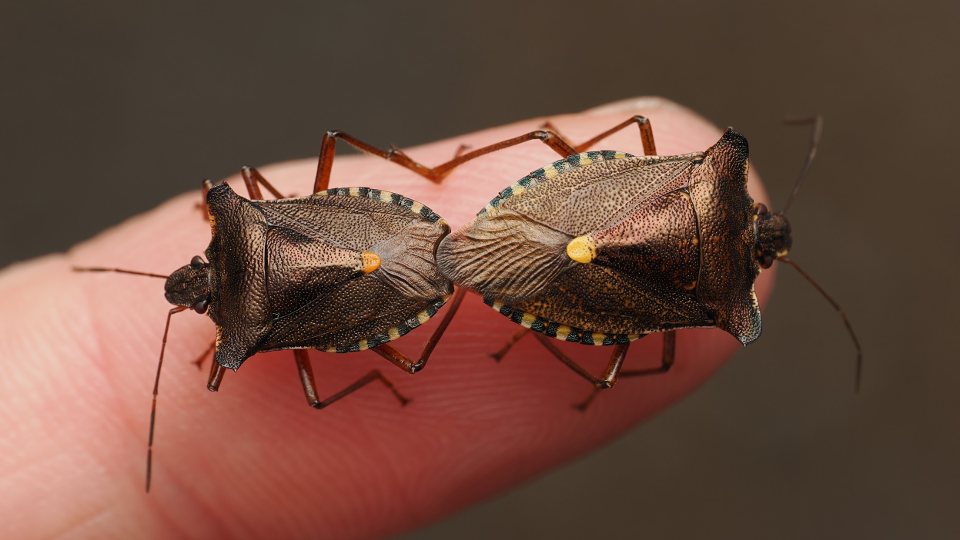 Tow shieldbugs mating on a person's finger