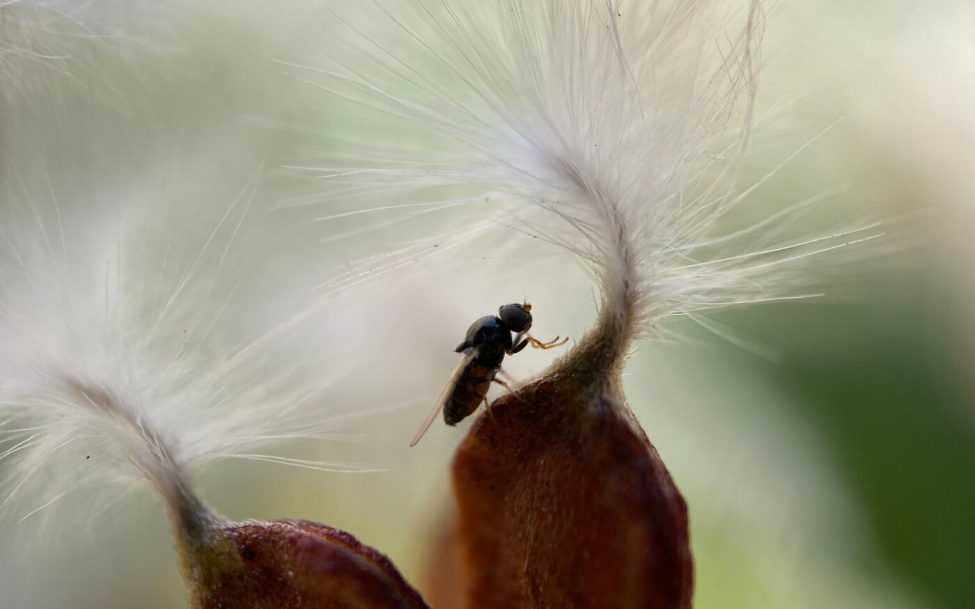 A tiny fly on some fluffy white flowers in an interesting pose.
