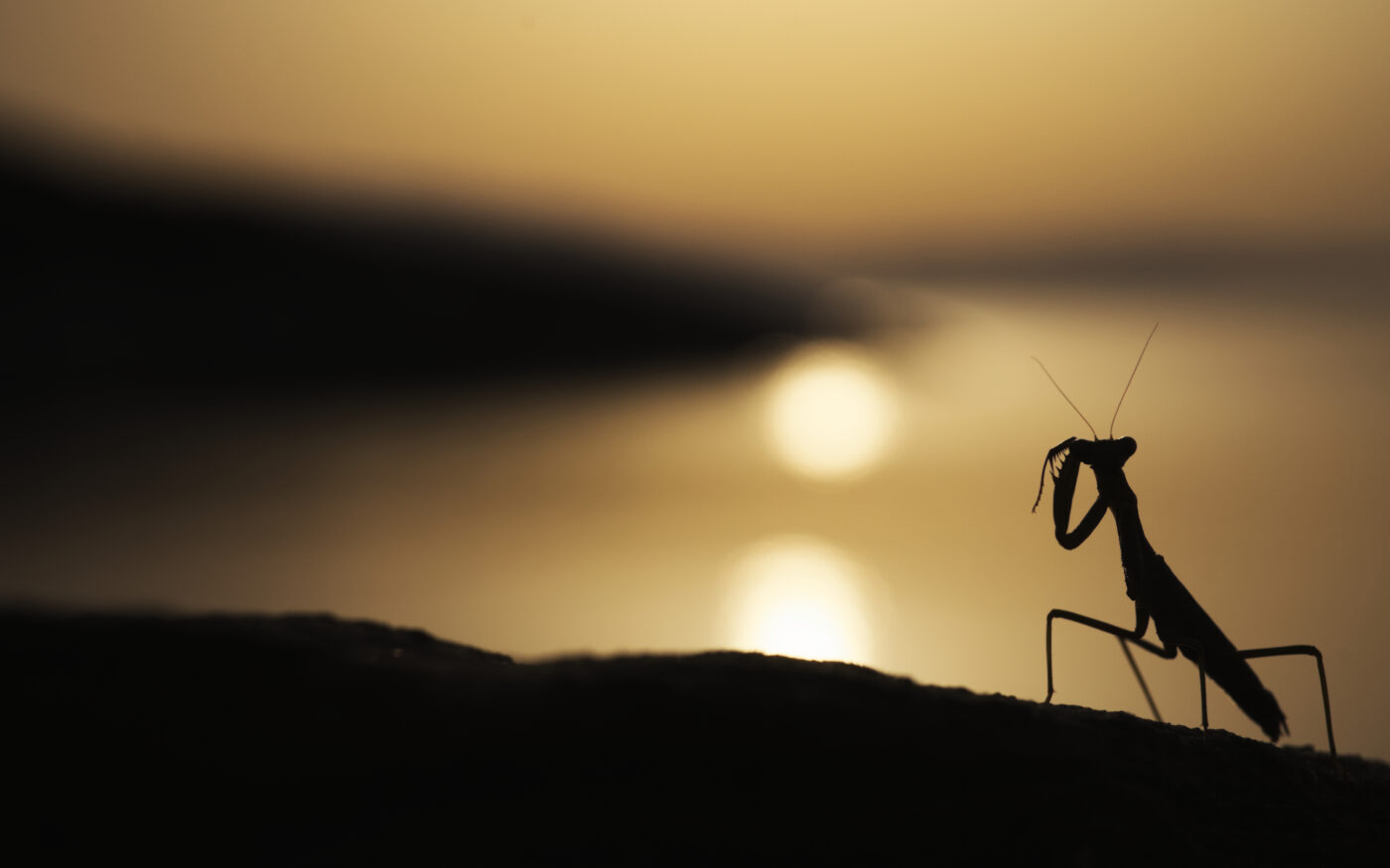 A backlit shot of an Iris oratoria during sunrise.