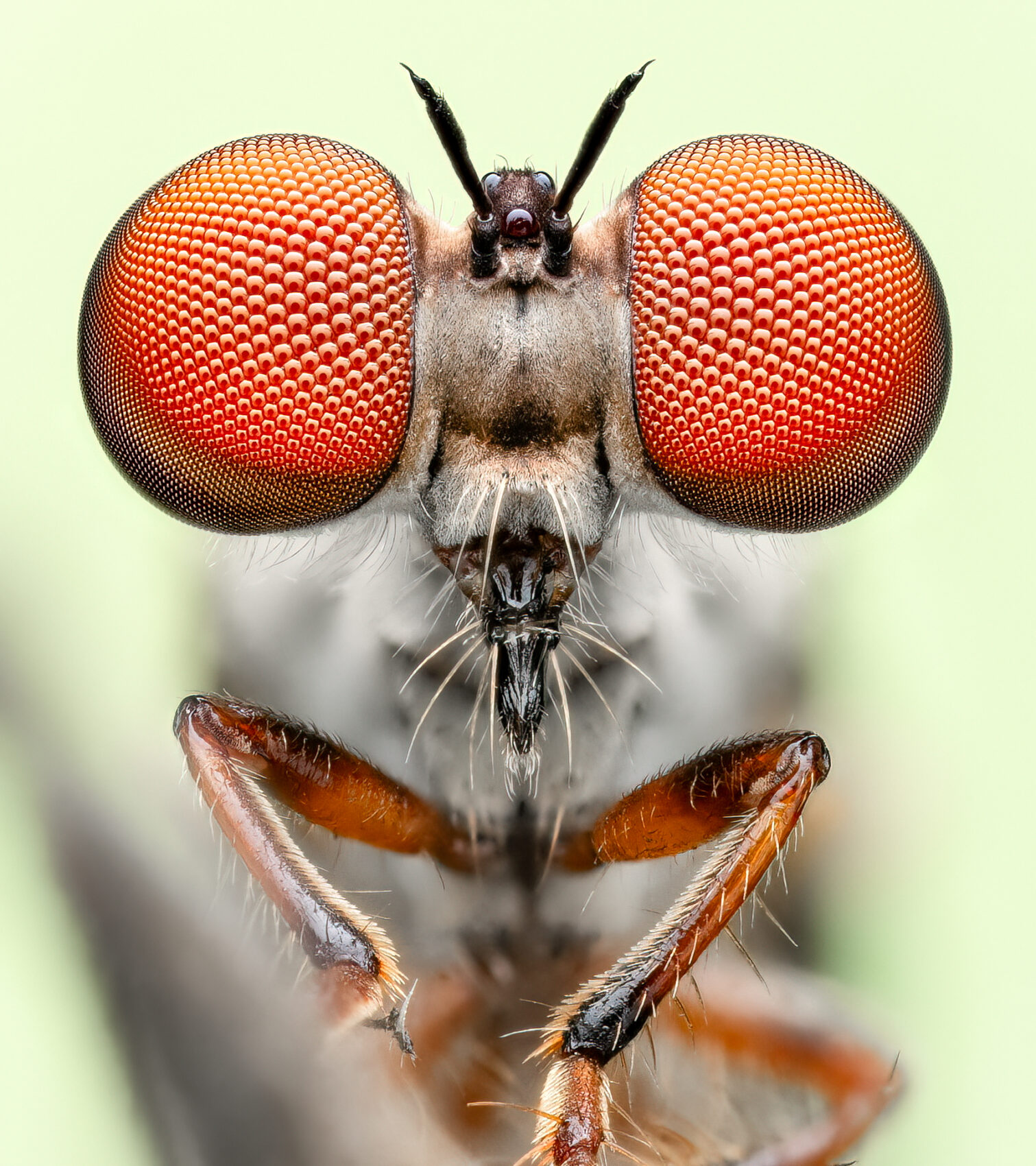 2024 Photography Competition Winners - 18 and over - Insect Week