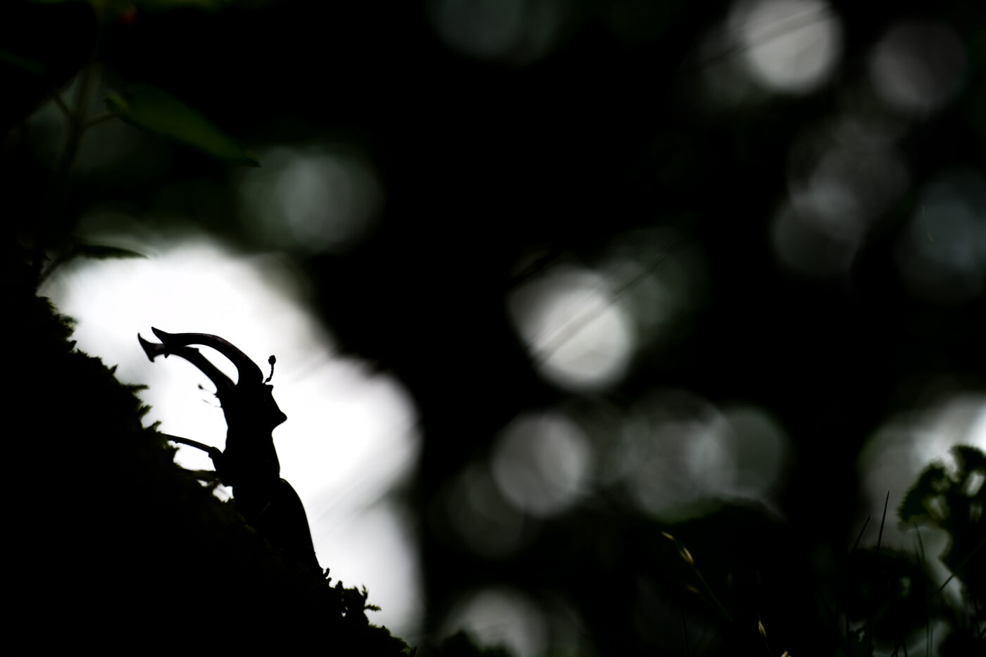 Emergence of a male Lucanus cervus in the heart of a century-old forest, at the foot of an old oak tree, on a stormy June evening.
