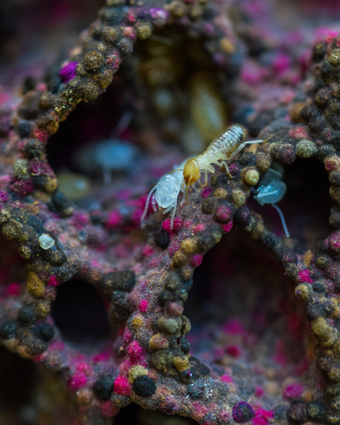 Termites are known to farm fungi as their primary source of food and to better digest plant matter. However, this particular fungi colony had picked up vivid colours, perhaps reasoned by specific raw materials that the termites might have sourced from the neighbourhood.