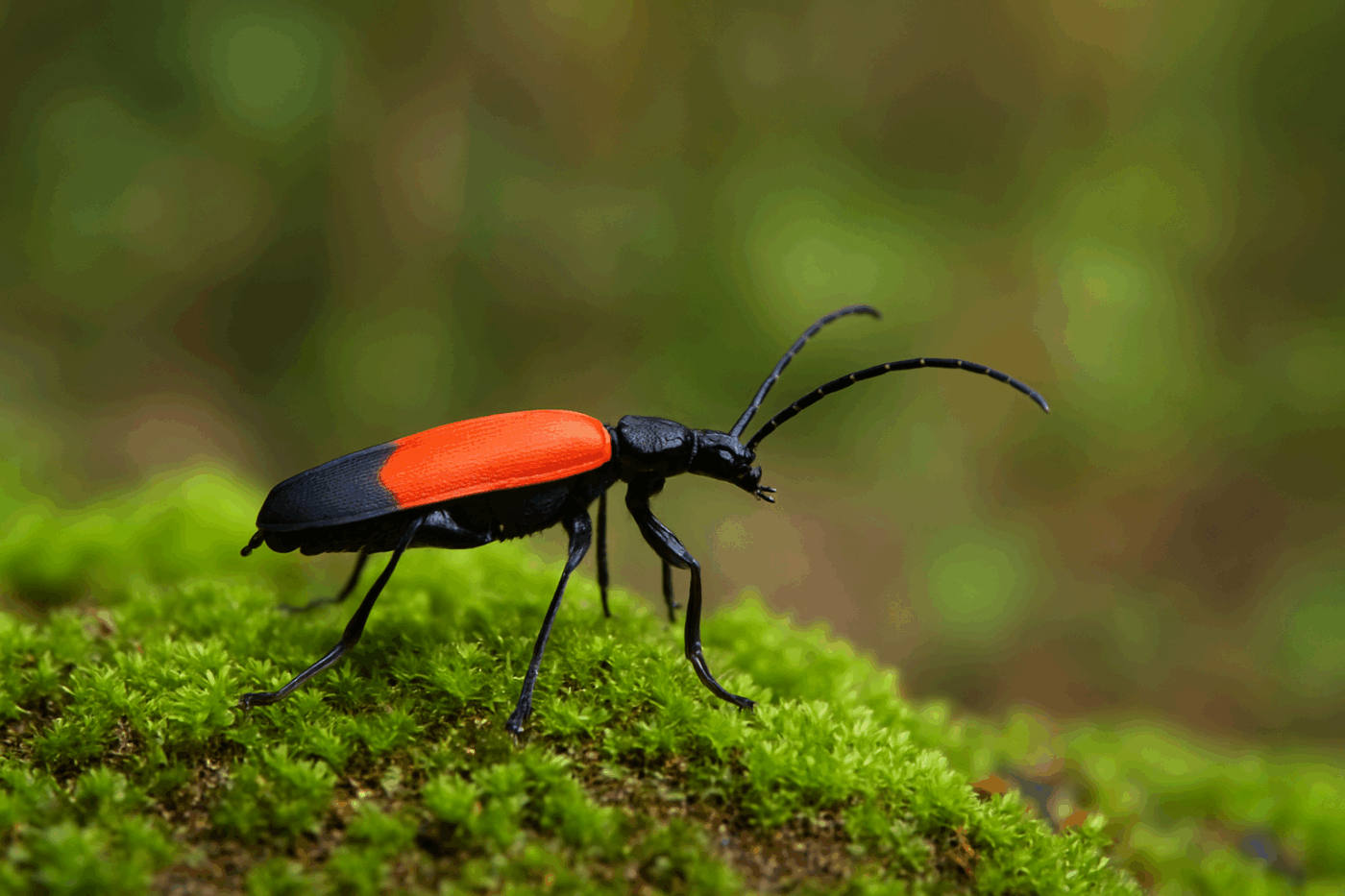 A red and black beetle makes its way across a bed of vibrant green moss in a shaded Sri Lankan forest. The contrasting colors and quiet movement of the insect reflect the delicate balance of nature at ground level.