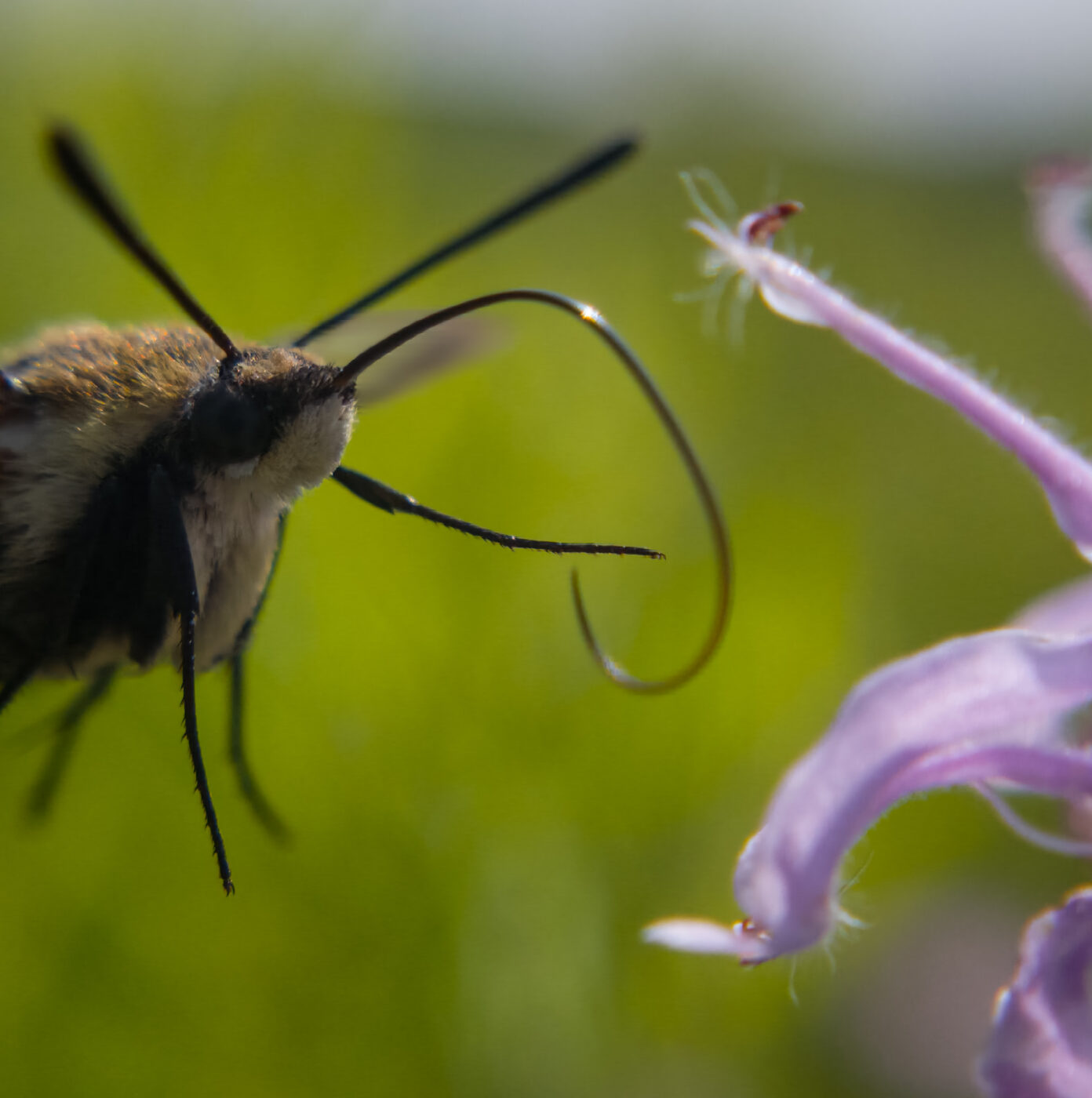 A hummingbird moth hovers with its proboscis extended, captured mid-flight as it prepares to land on a flower. The frame reveals the elegance of a rarely seen insect, its delicate movement frozen at the threshold between air and bloom.