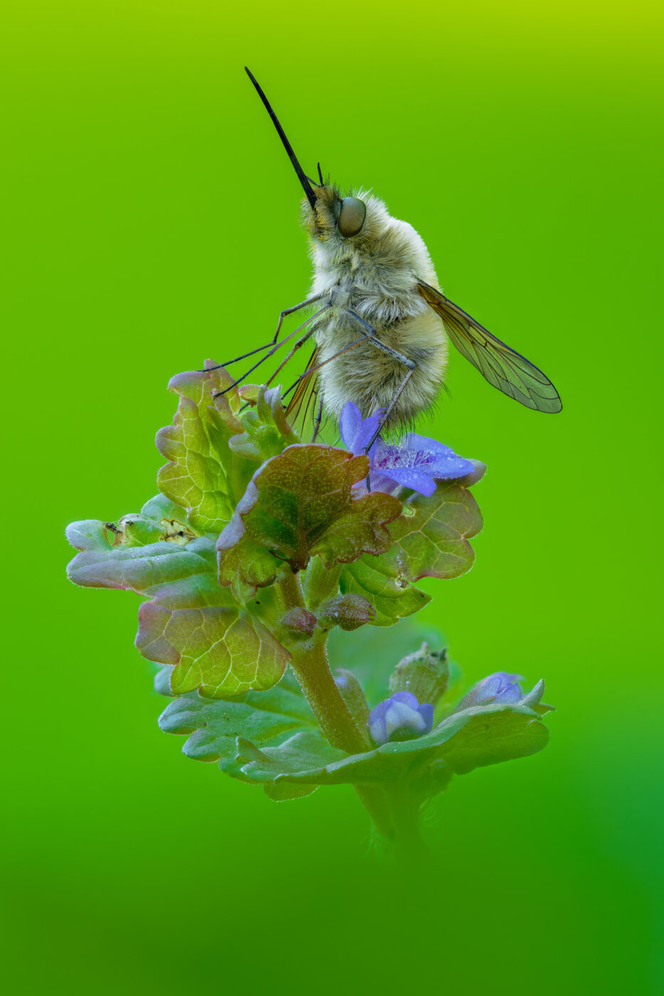 The picture shows the beefly resting on a spring plant.