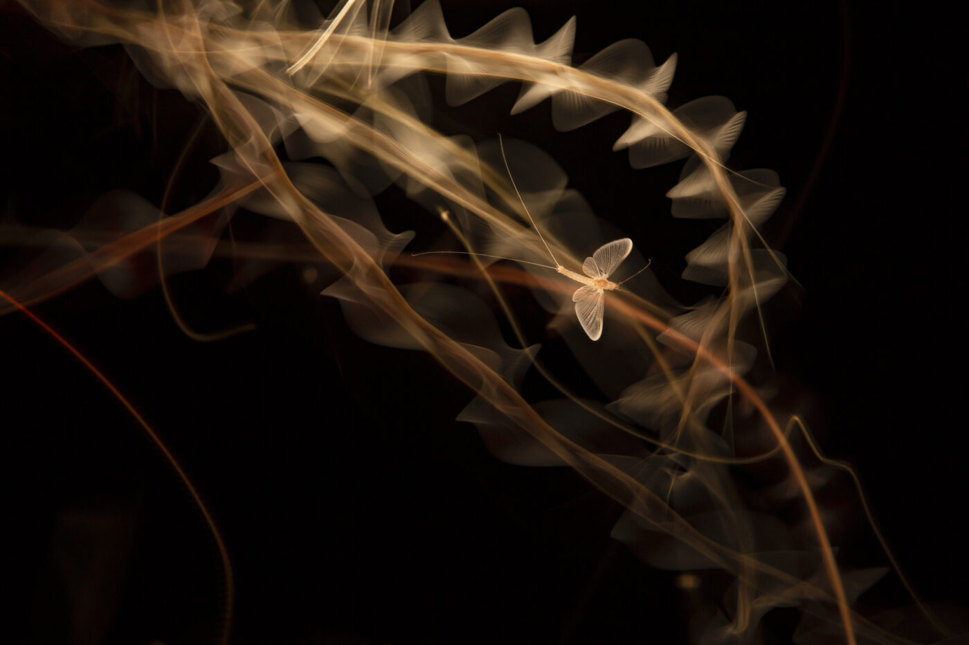 "Realizada una noche de septiembre junto al río, con una velocidad muy lenta de cámara ,utilicé  luz continua y el disparo fue a la segunda cortinilla  para capturar la estela del vuelo de la efímera."