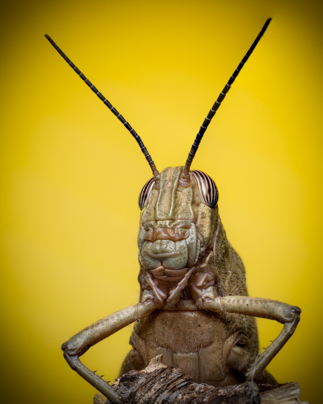 Close-up portrait of a grasshopper perched on a twig, captured at night with a macro lens and a printed yellow background card to highlight its striking striped eyes and textured exoskeleton. Focus stack of three images for depth and detail.