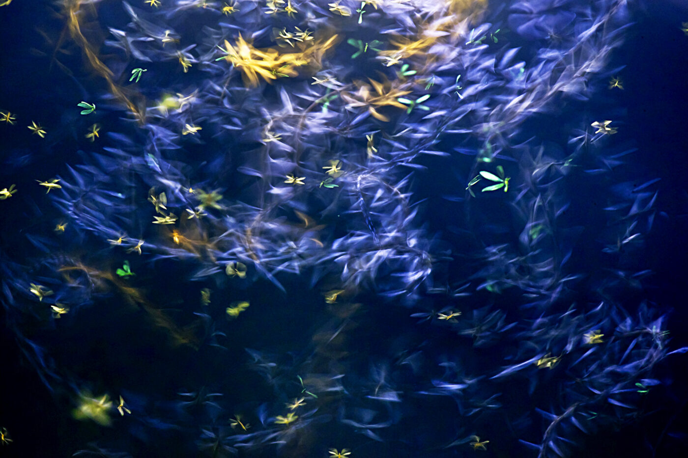 These are flying termites. Before start of monsoon some species of termites fly swarms in the late afternoon and in early evening.  This is called nuptial flight. They fly around light to find their partner. Most nocturnal insects, the pests will be drawn to light sources.