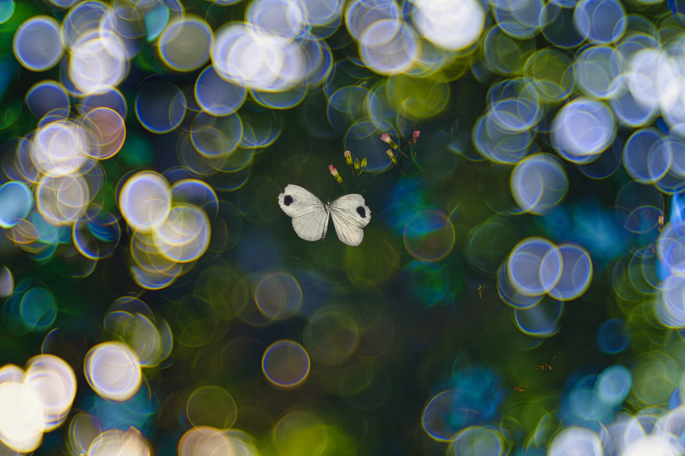 A delicate Psyche butterfly from my garden. Its rhythmic flight and sunlight bokeh made a dreamy scene, captured using multiple exposure to show nature’s poetry in motion.