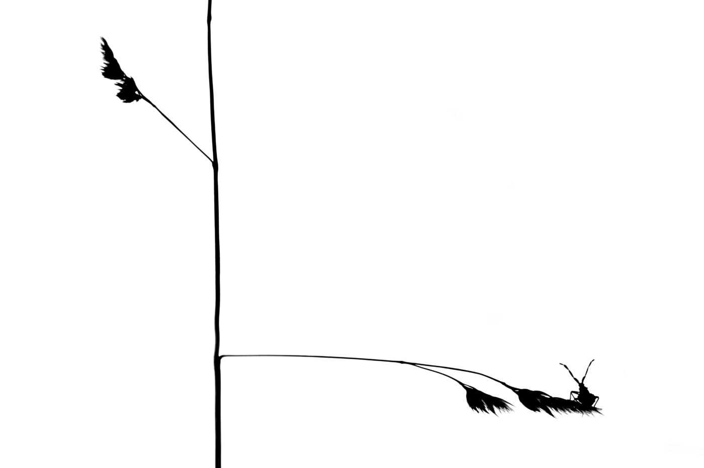 It is as if the two arms of a 'scale' were holding each other in balance, so the insect takes its place in this silhouette photograph. The composition and color scheme are clean and simple, which helps the viewer concentrate on the image's message