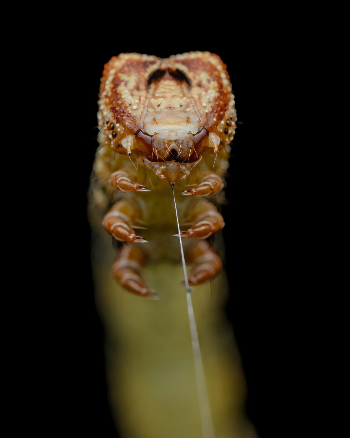 This caterpillar was actively spinning a thin stand of silk from its mouth. After taking few of the side macro shots I moved my position and took front profile shots which shows the origin of the silk thread, also the front legs appear almost claw-like.