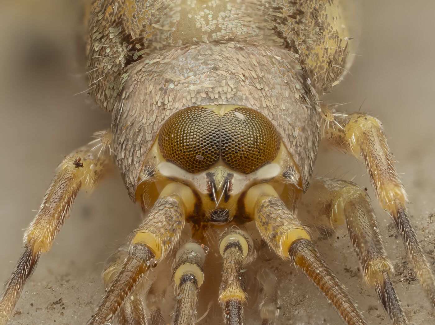 This image shows a detailed portrait of a Bristletail. As it was resting on a coastal wall I was able to get a detailed focus stack. I shot at this angle to reveal the beautiful detail in the eyes of the Bristletail.