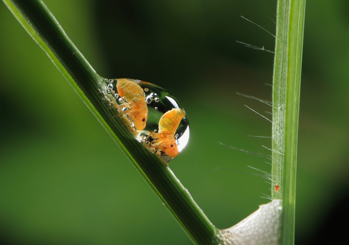 The nymph of the froghopper secretes mucus through its abdominal glands and mixes it with the air to form foam to wrap itself and prevent dryness and natural enemies. There are two froghoppers living in this foam