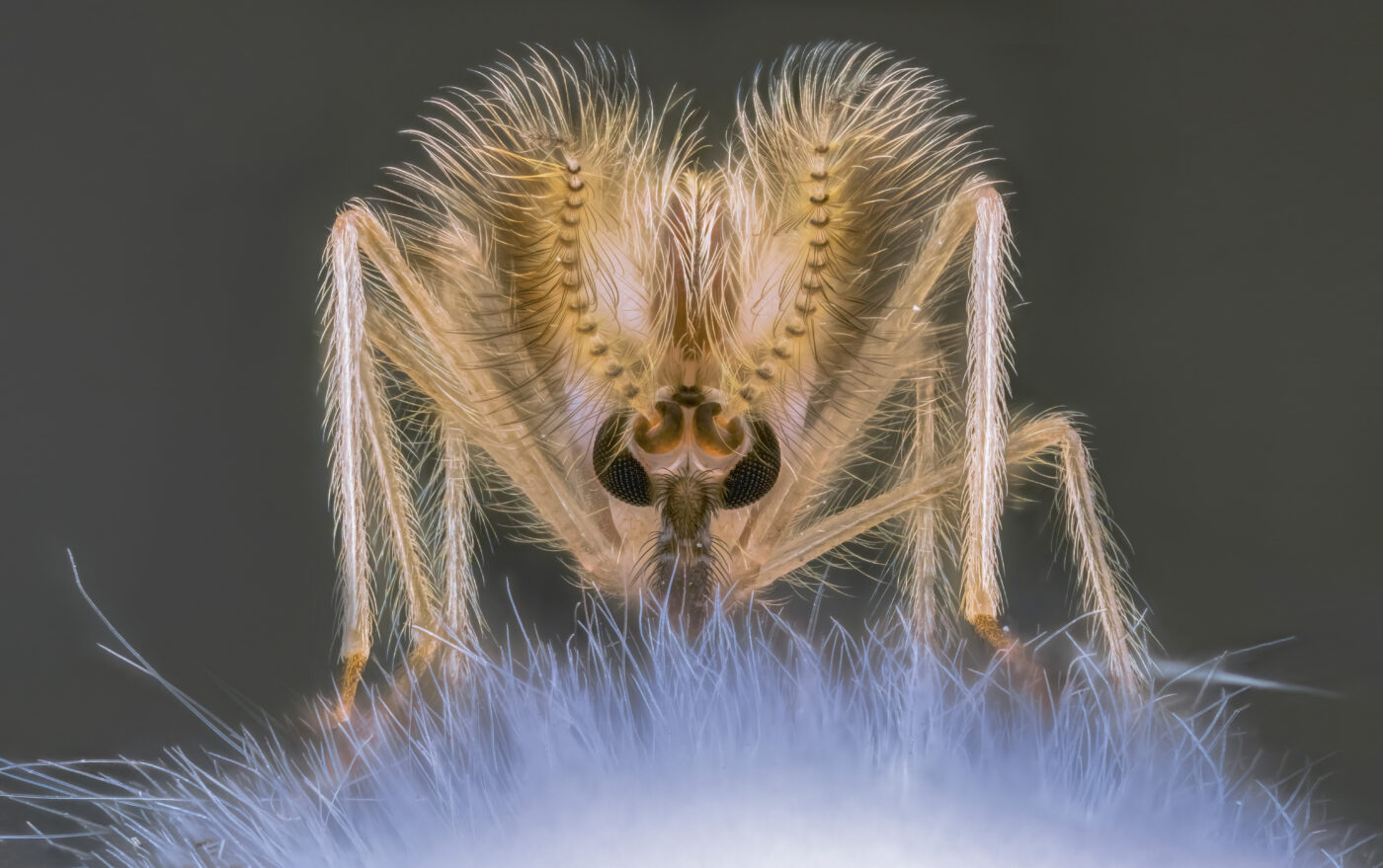 As a key link in the ecological chain, chironomid Mosquito can purify water quality and affect sediment properties, making them harmless to humans.