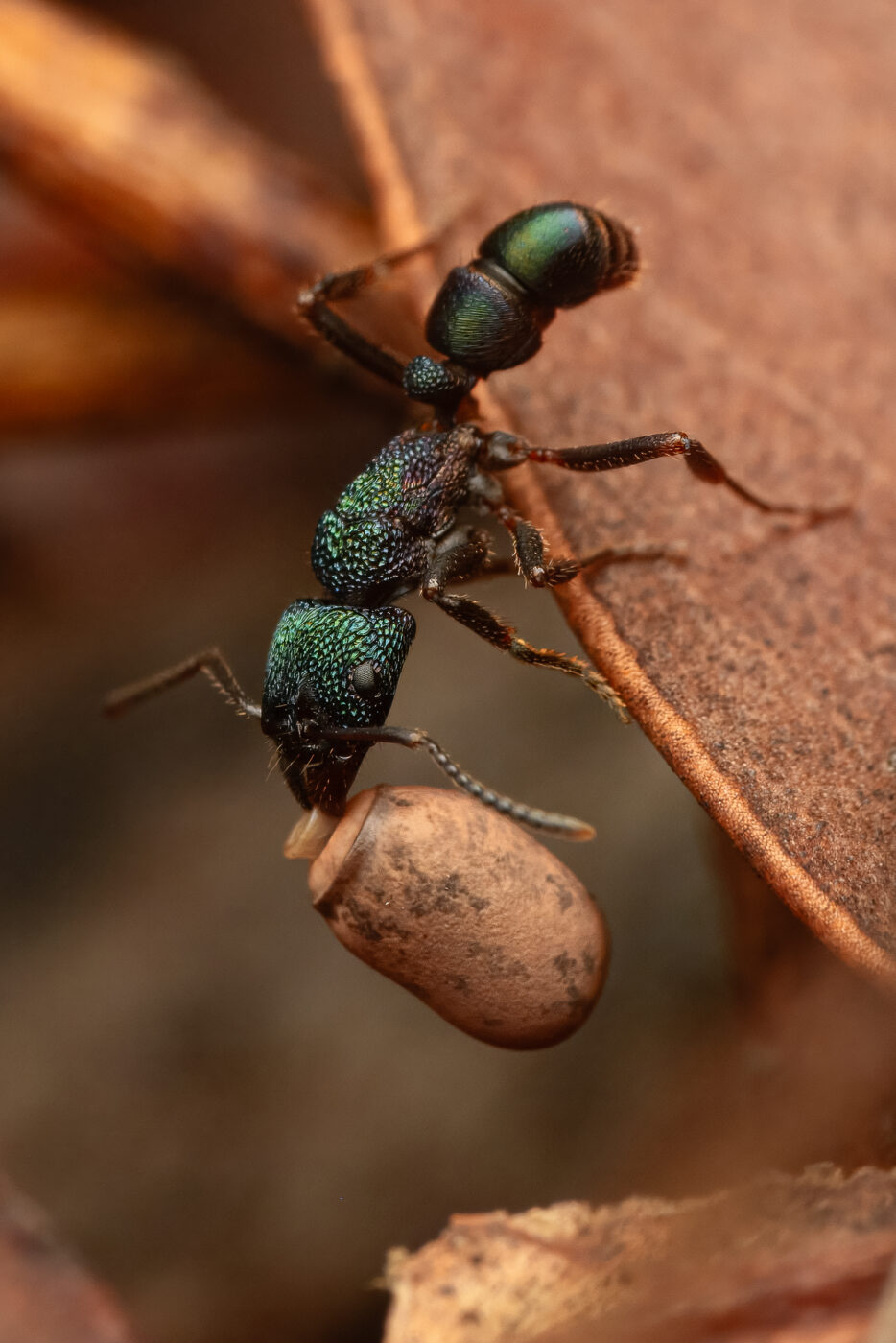 This pony ant (Rhytidoponera metallica) carries the egg of a stick insect back home. Ant larvae will eat the capitulum of the egg only. The rest is left alone in the ant nest until it hatches. In this mutualism ants get food whereas stick insects get a fortress to gestate in.