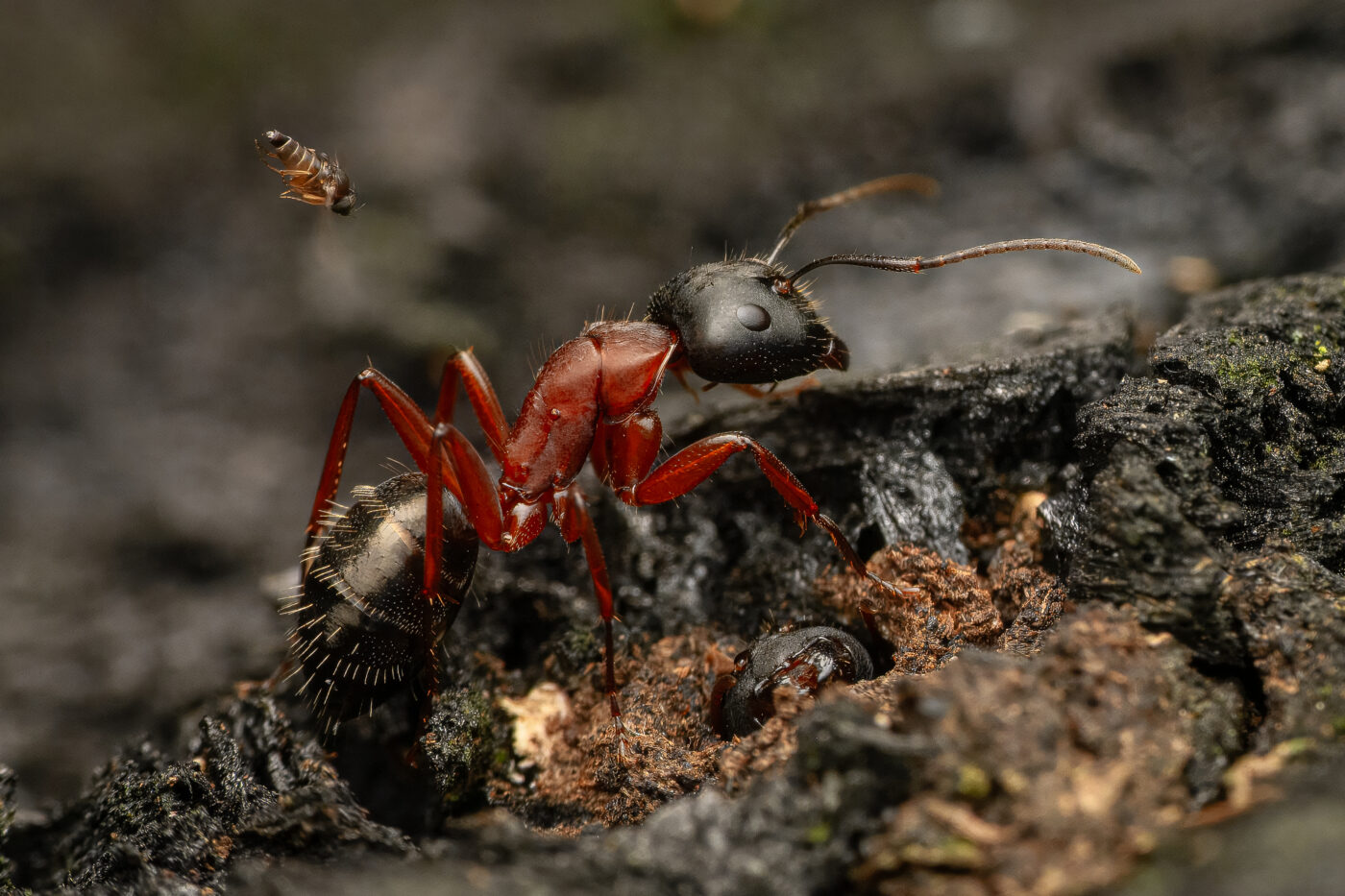 An ant-decapitating fly dives towards a sugar ant. Its goal is to inject an egg in the ant’s head. The emerging grub will burrow in the ant’s head to grow. The grub will ultimately emerge from its pupa, which can decapitate the ant, thus giving the fly their macabre name.