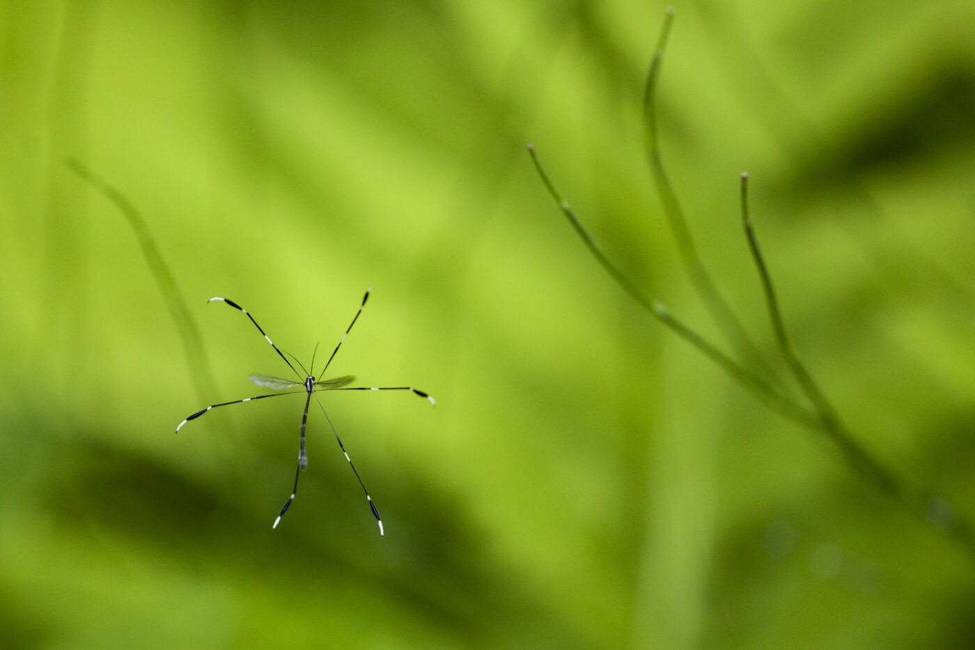 A Phantom Crane Fly hovering above the grass of a wetland