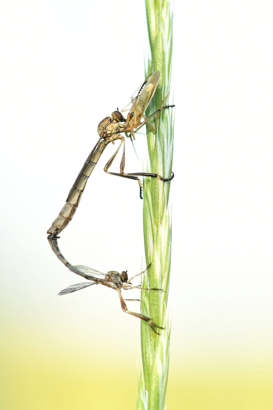 A pair of robber flies mating