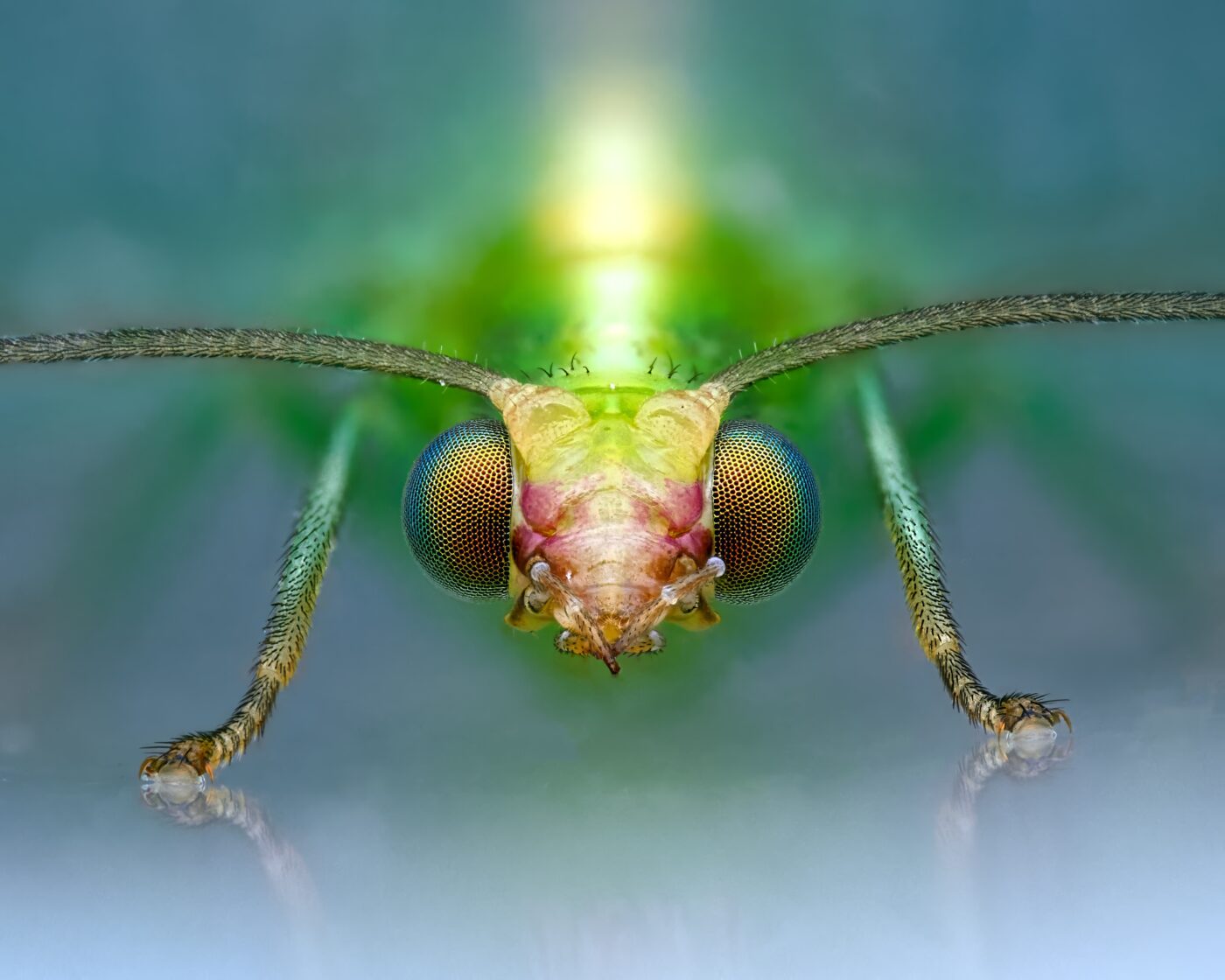 Lacewing on windowpane