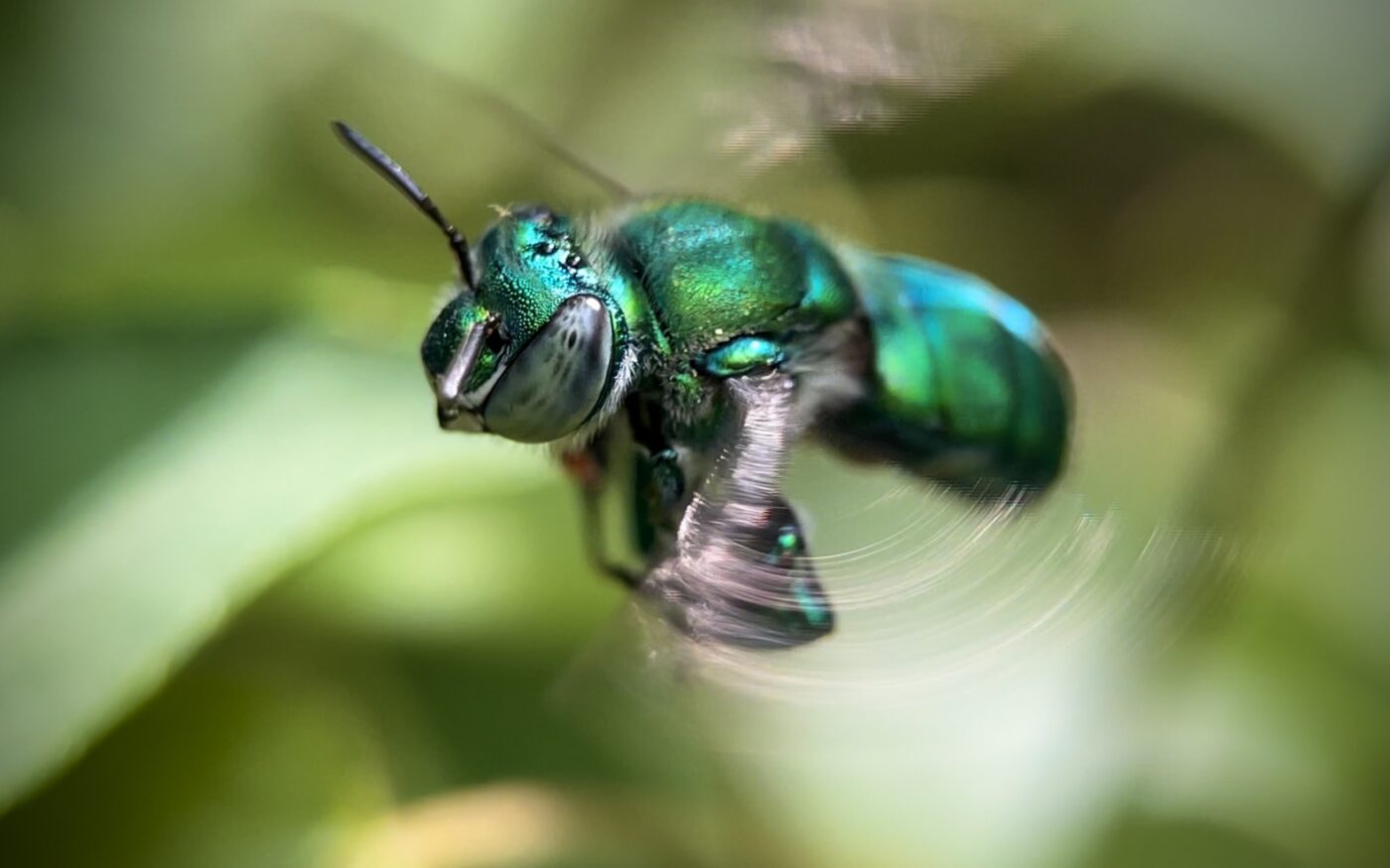 Euglossa flying through the heart of the Maya jungle.